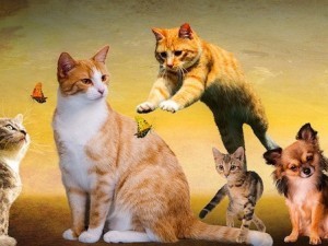 как привезти домашних животных в Новую Зеландию