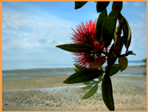 новости о рабочих визах новой зеландии